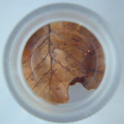 Biologilup 4,8 forstrrelse